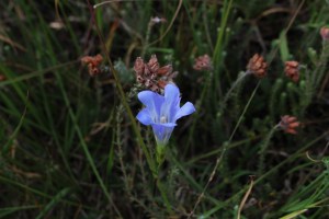 Gentiana pneumonanthe (2) (1200 x 800).jpg